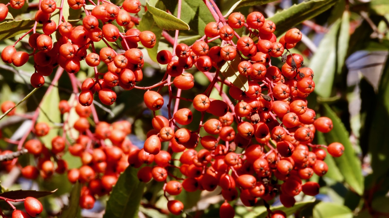 Toyon