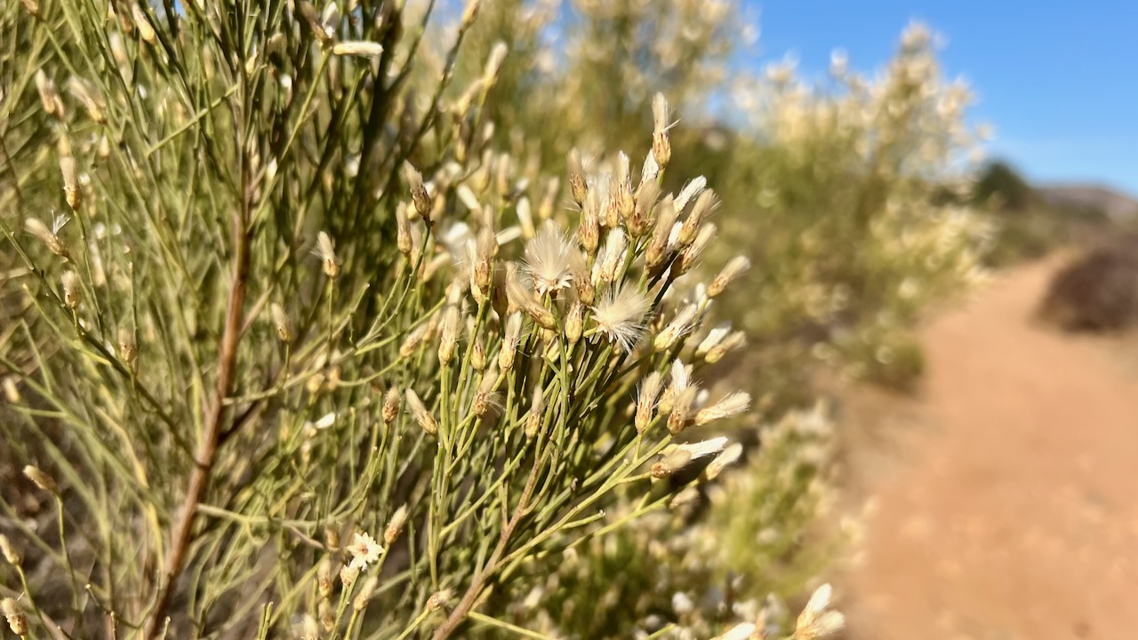 Desertbroom