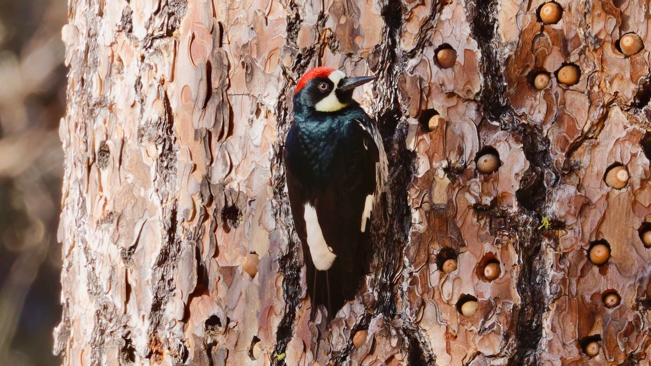 Acorn Woodpecker