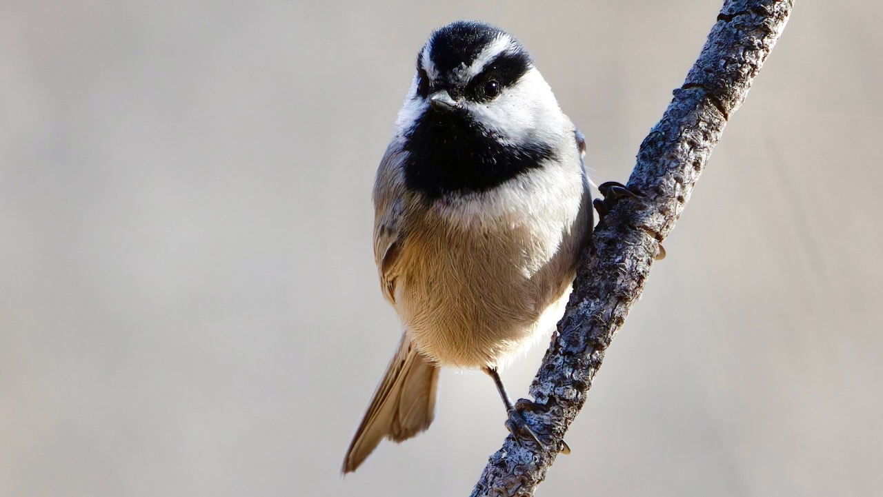 Mountain Chickadee