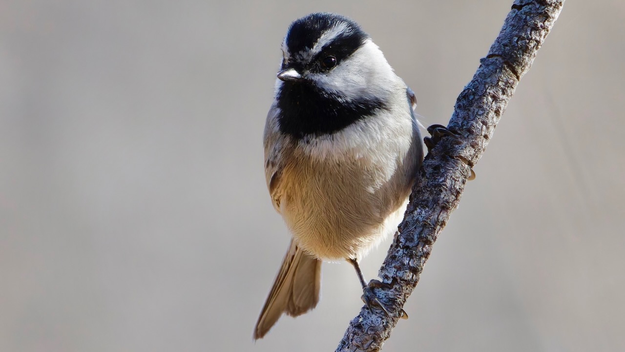 Mountain Chickadee