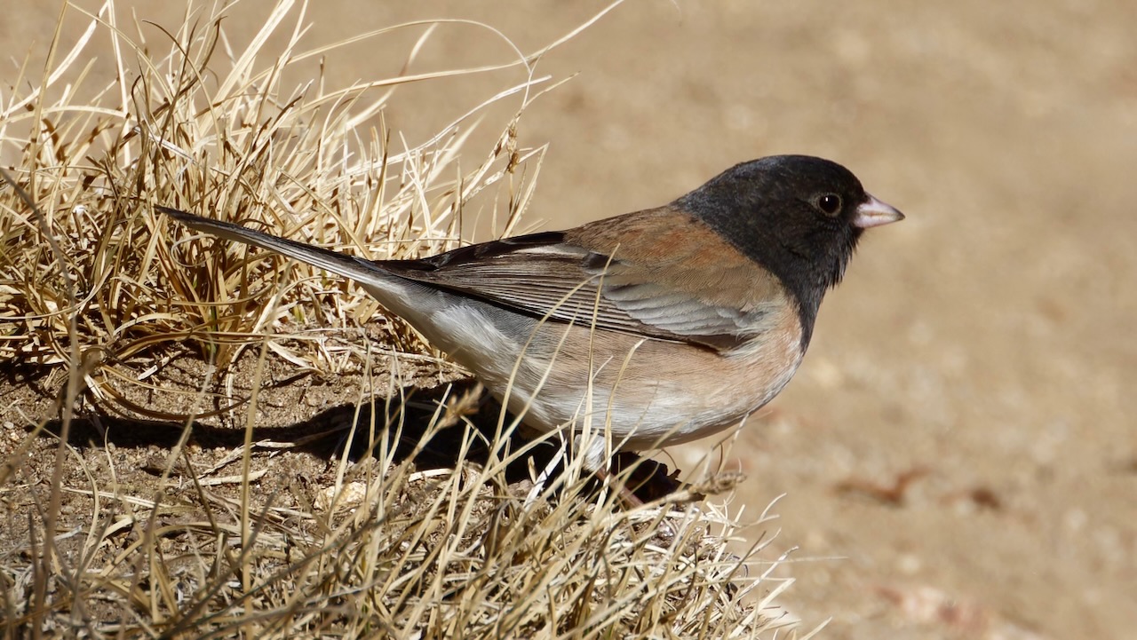 Dark-eyed Junco