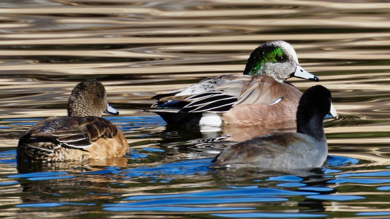 American Wigeons and an American Coot