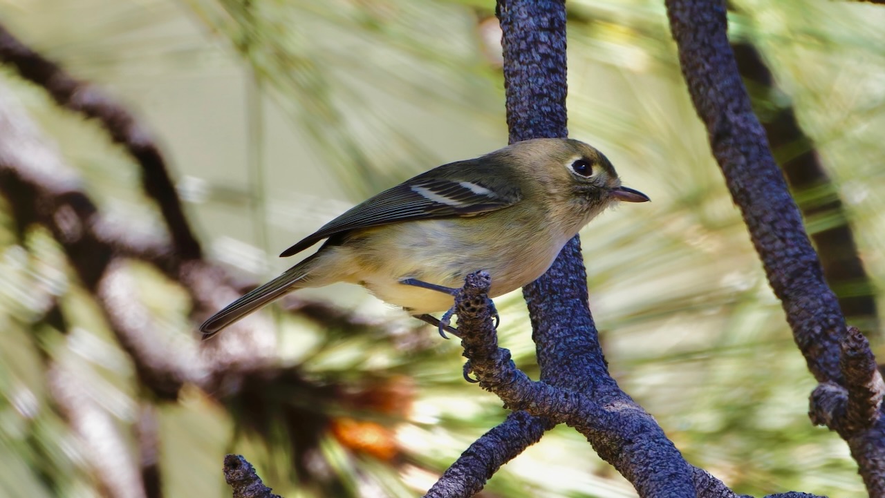 Hutton's Vireo