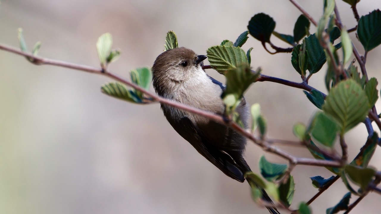 Bushtit