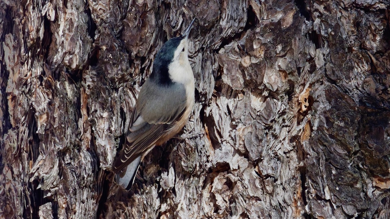 White-breasted Nuthatch