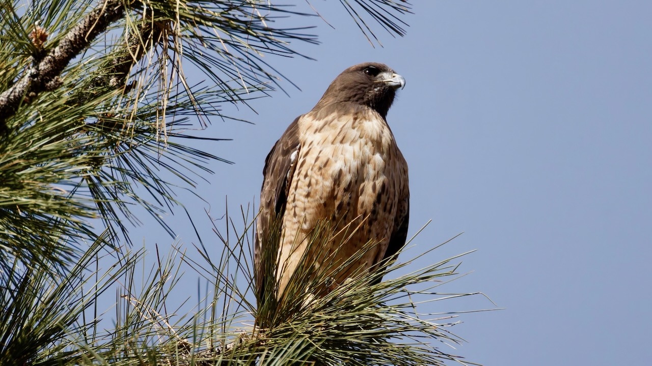 Red-tailed Hawk