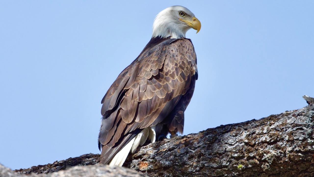 Bald Eagle