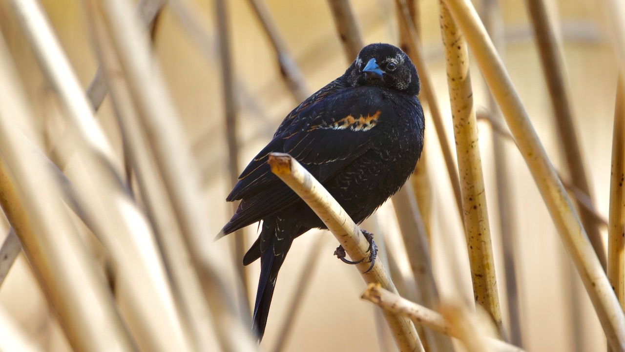 Red-winged Blackbird