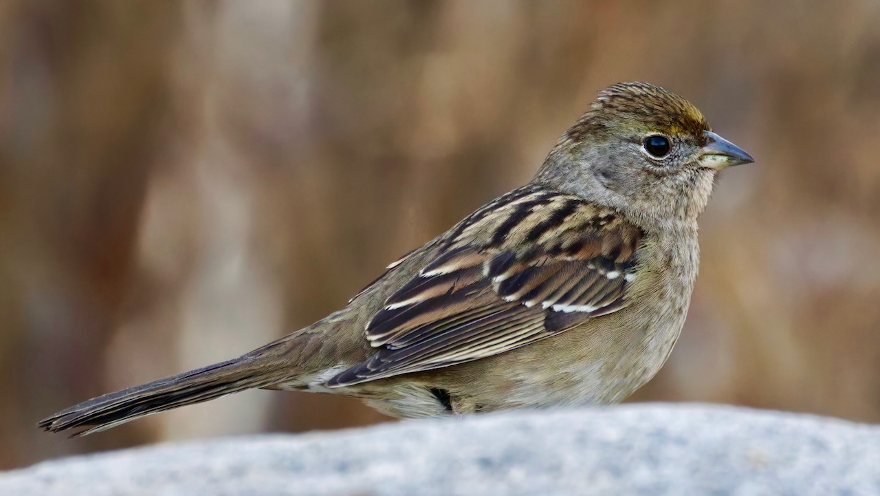 Golden-crowned Sparrow