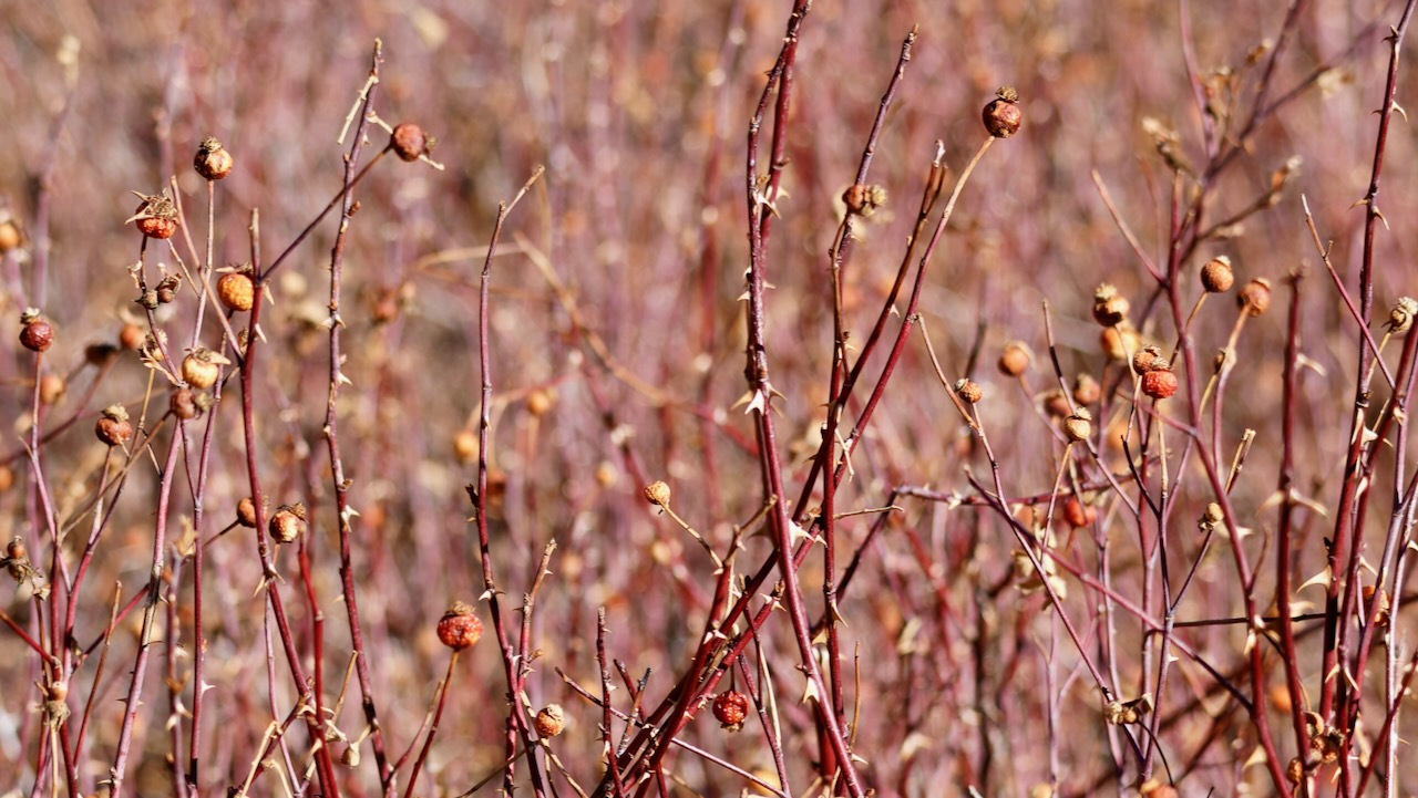 California Wildrose