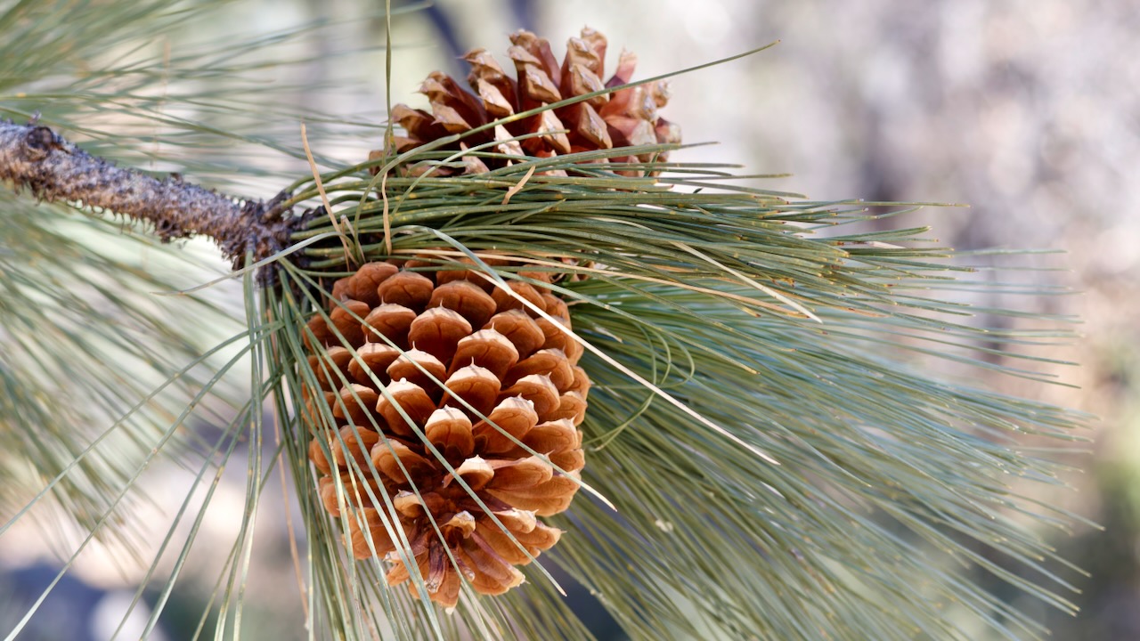 Jeffrey Pine