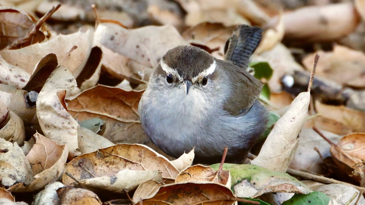 Bewick's Wren