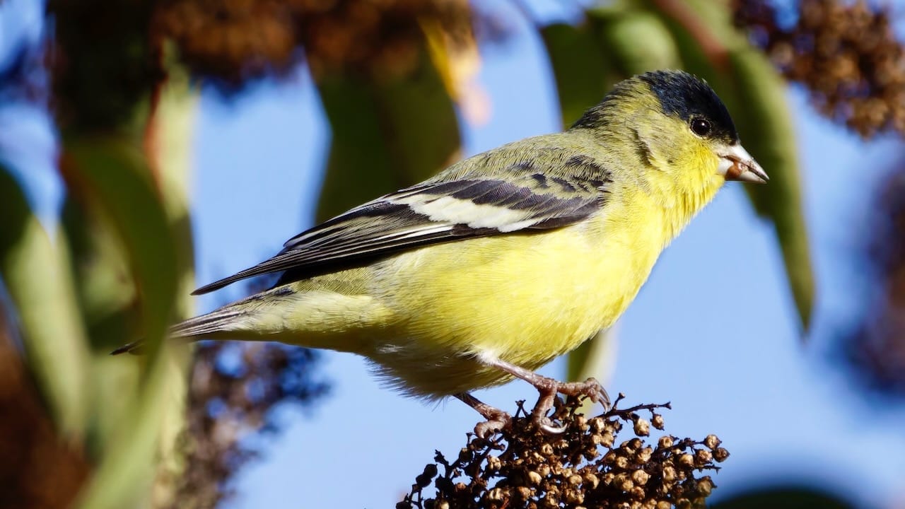 Lesser Goldfinch