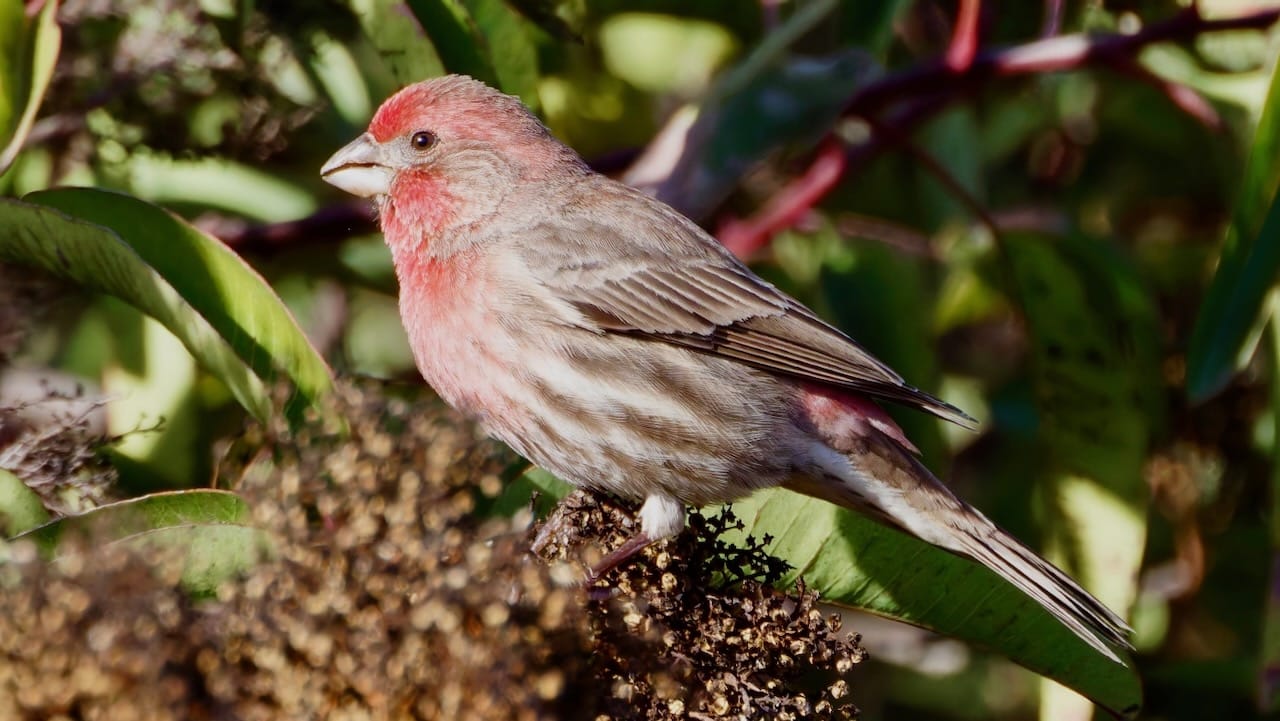 House Finch