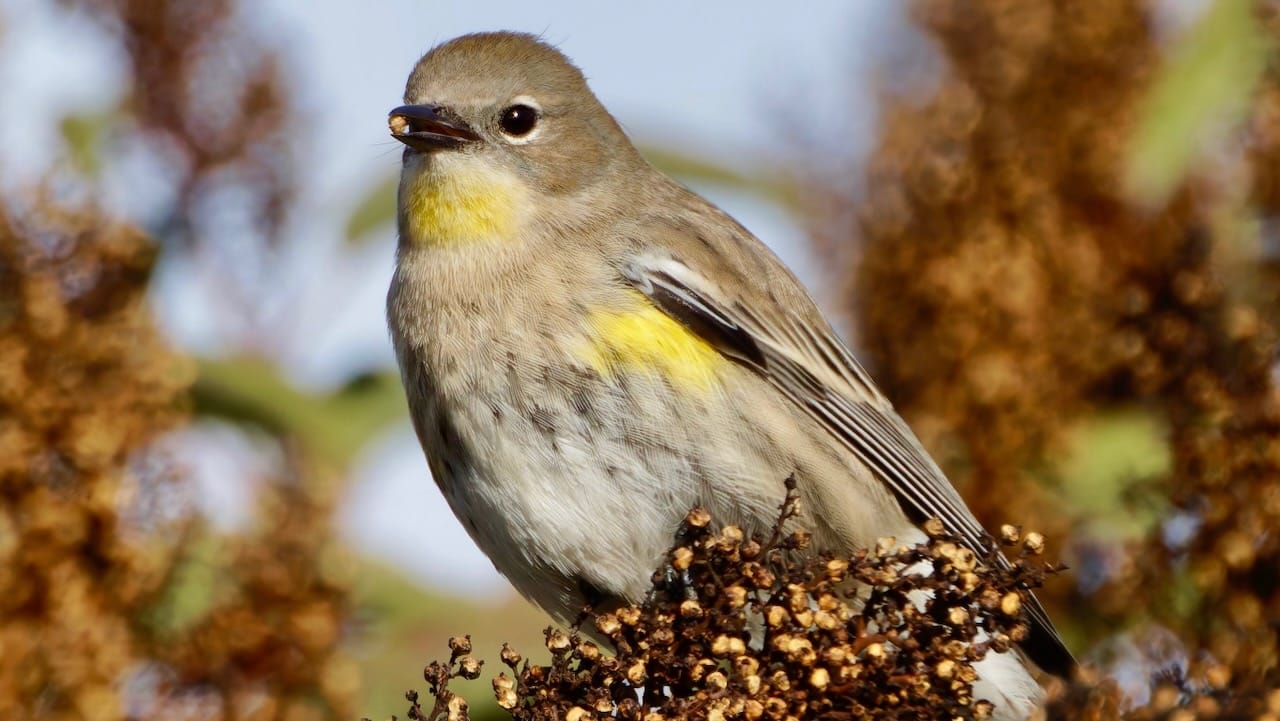 Yellow-rumped Warbler