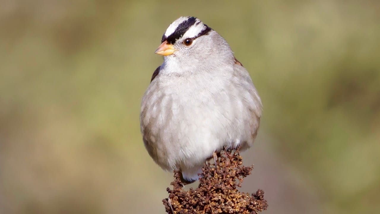 White-crowned Sparrow