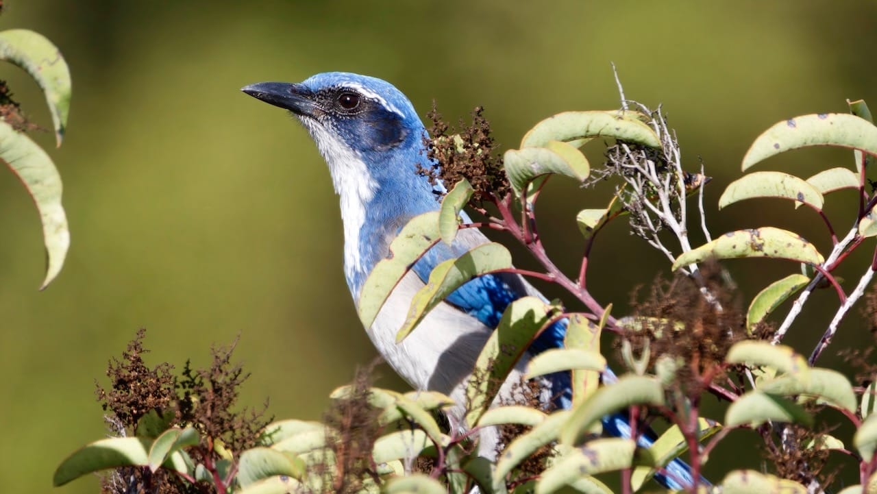 California Scrub-jay