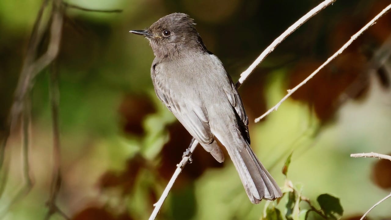 Black Phoebe