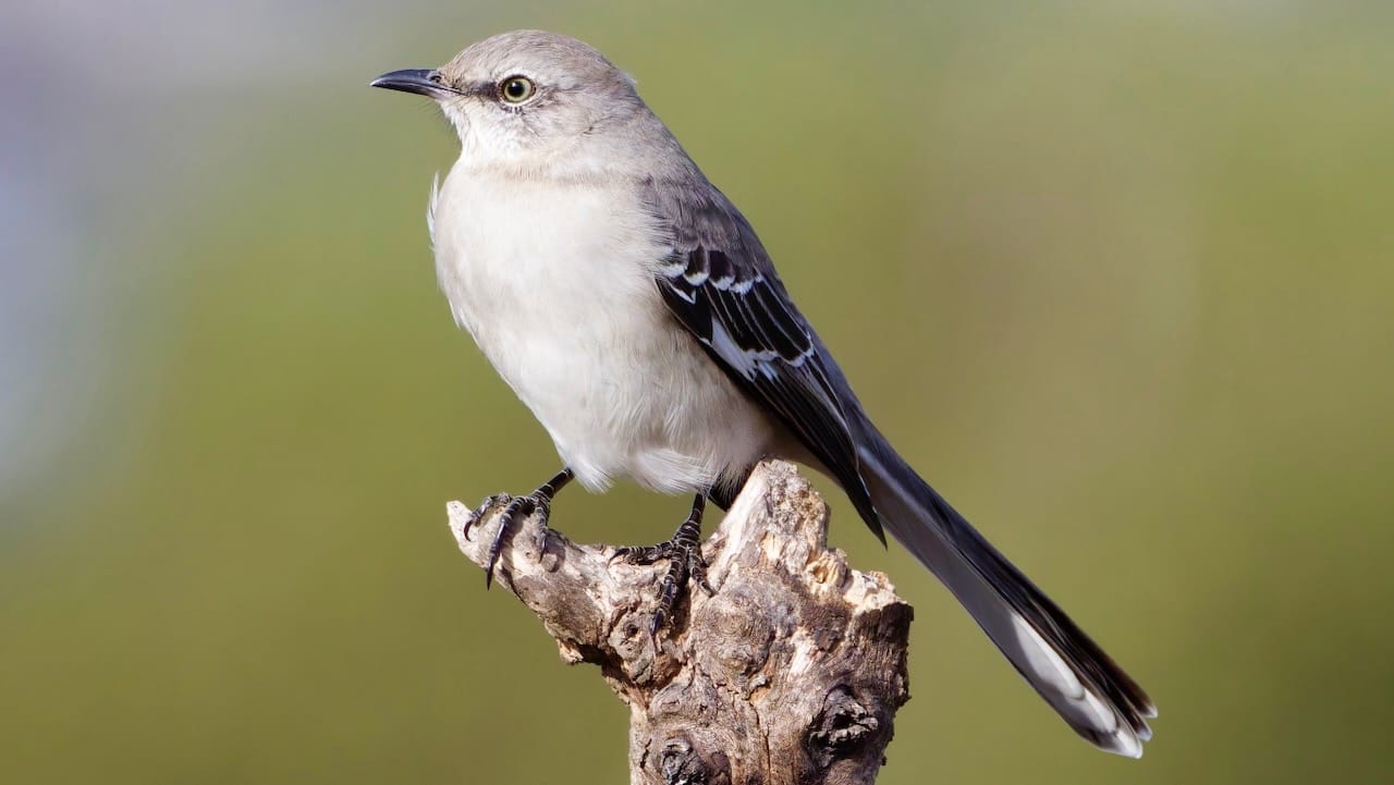 Northern Mockingbird