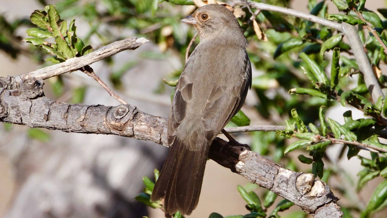 California Towhee