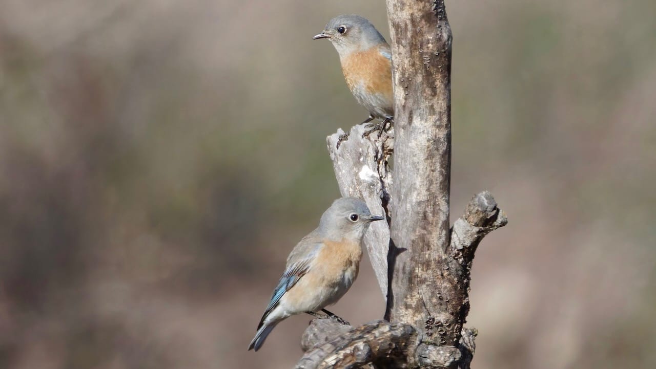 Western Bluebirds