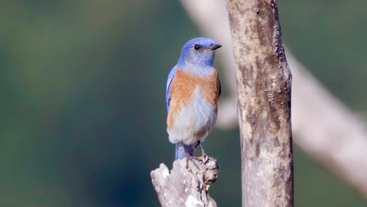 Western Bluebird