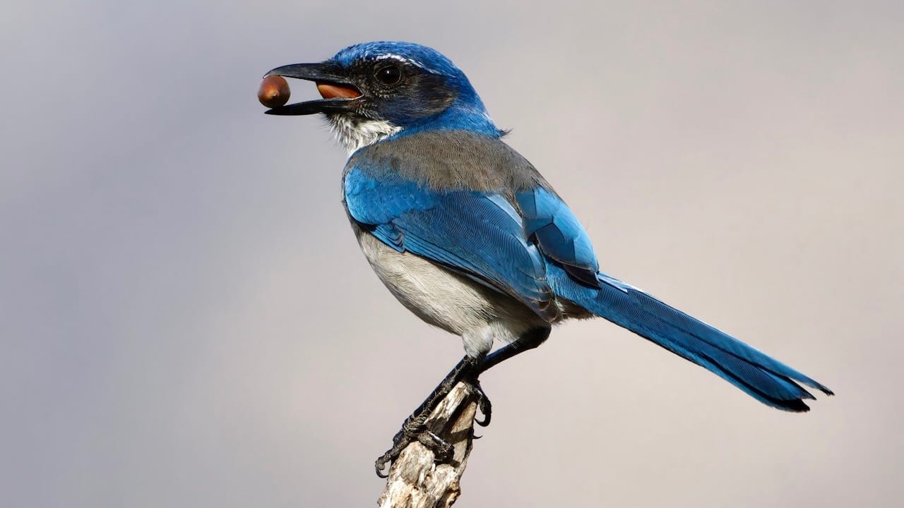 California Scrub-jay