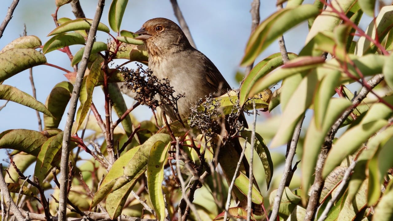 California Towhee