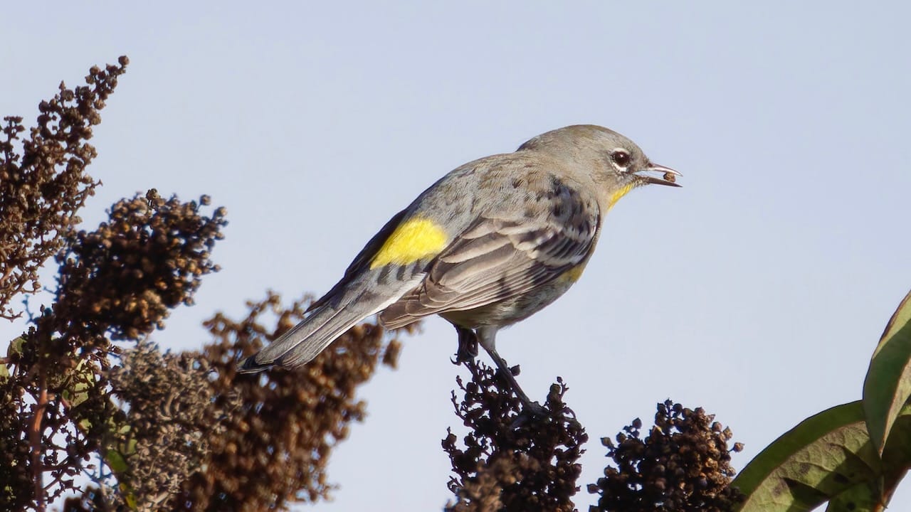 Yellow-rumped Warbler