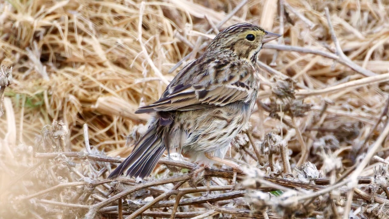 Savannah Sparrow