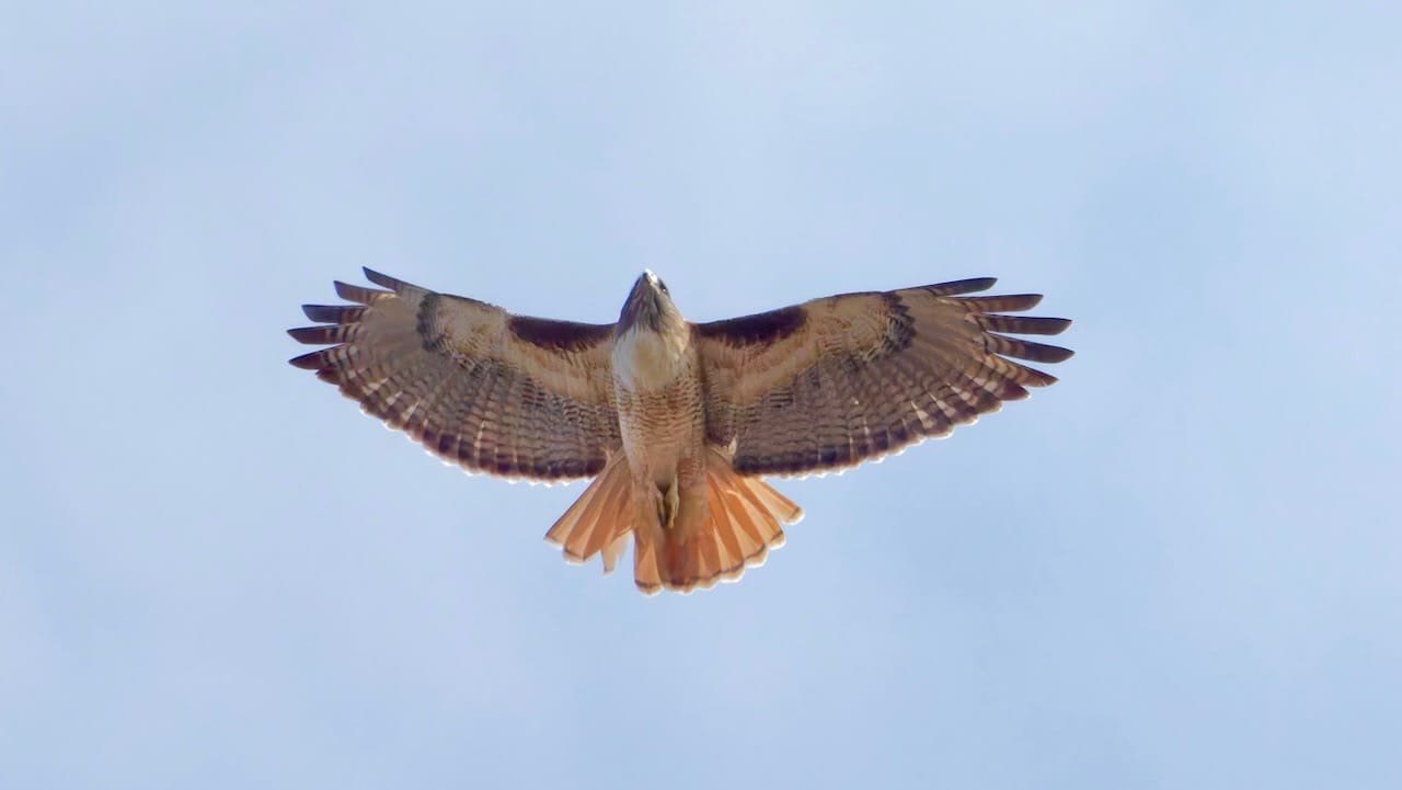 Red-tailed Hawk