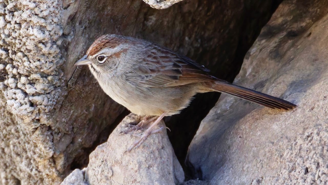 Rufous-crowned Sparrow