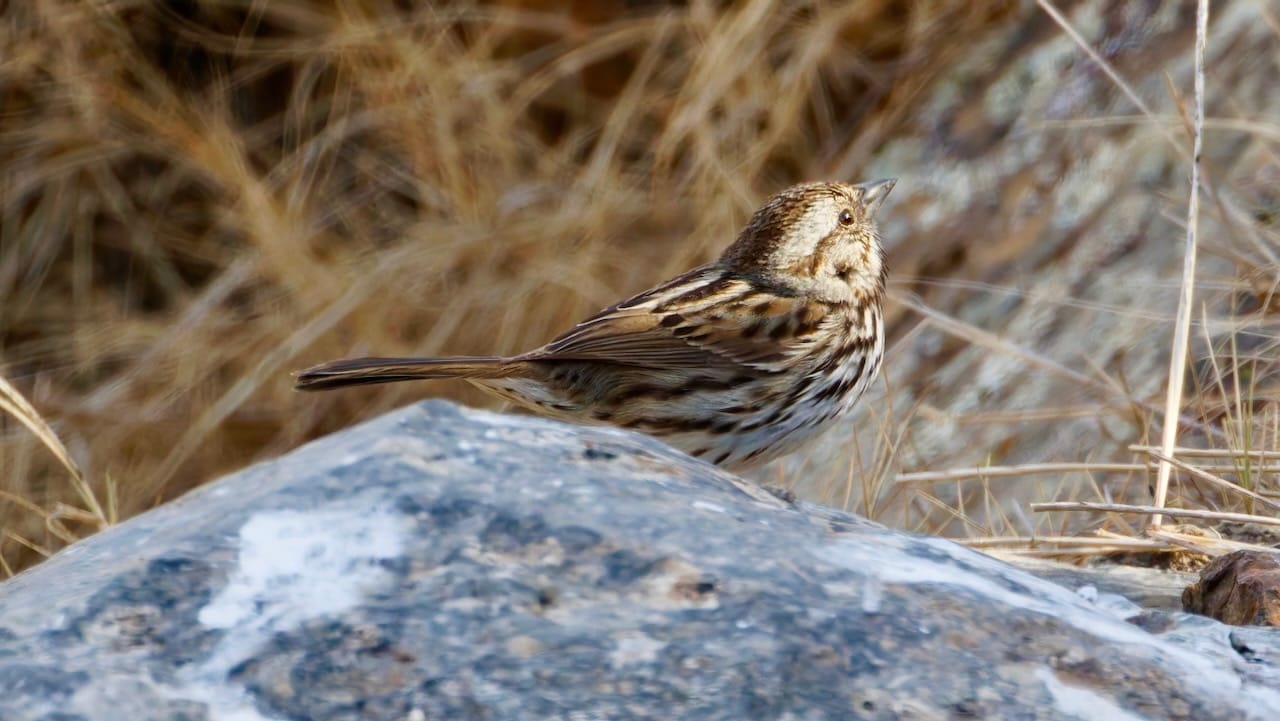 Song Sparrow