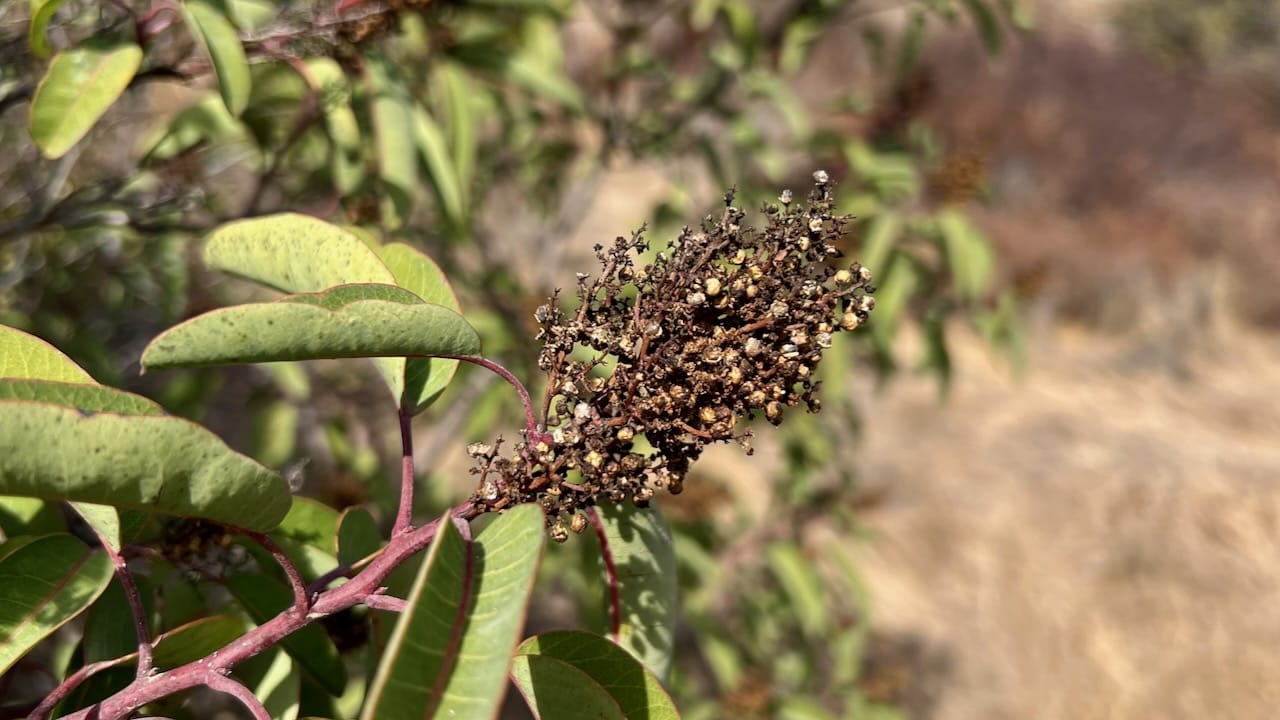 Laurel Sumac