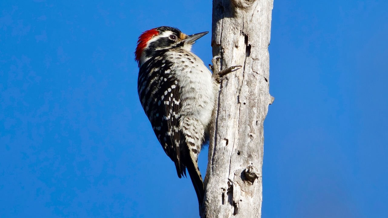 Nuttall’s Woodpecker