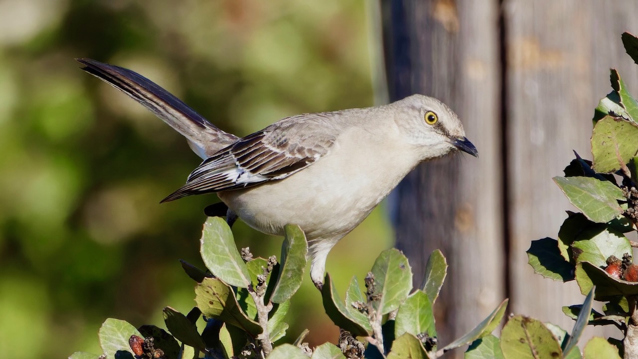 Northern Mockingbird