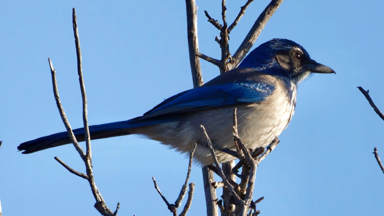 California Scrub-Jay