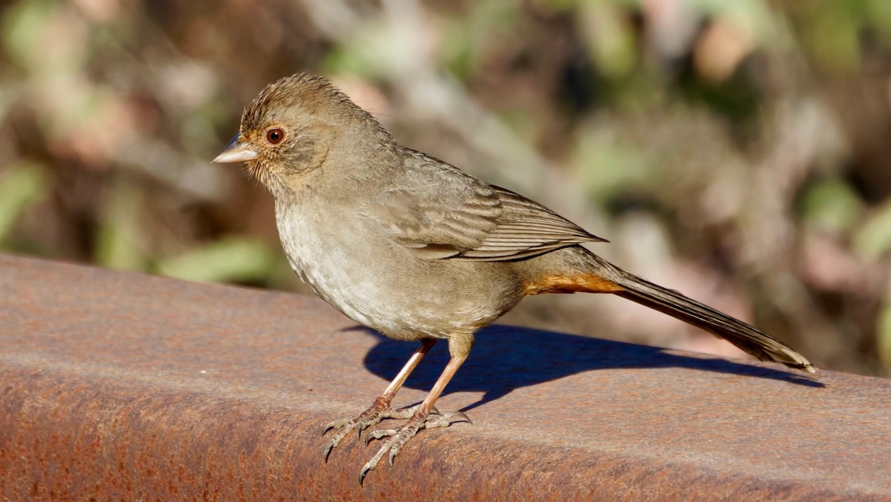 California Towhee