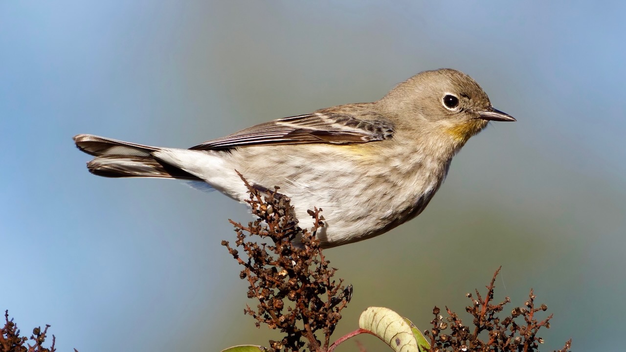 Yellow-rumped Warbler