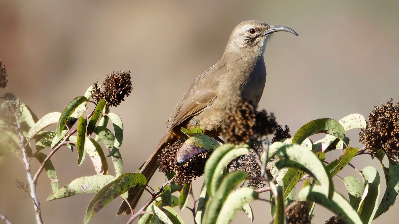 California Thrasher