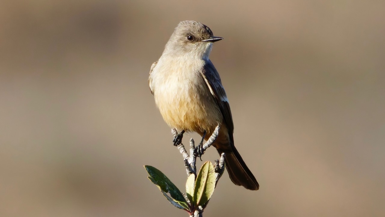 Say’s Phoebe