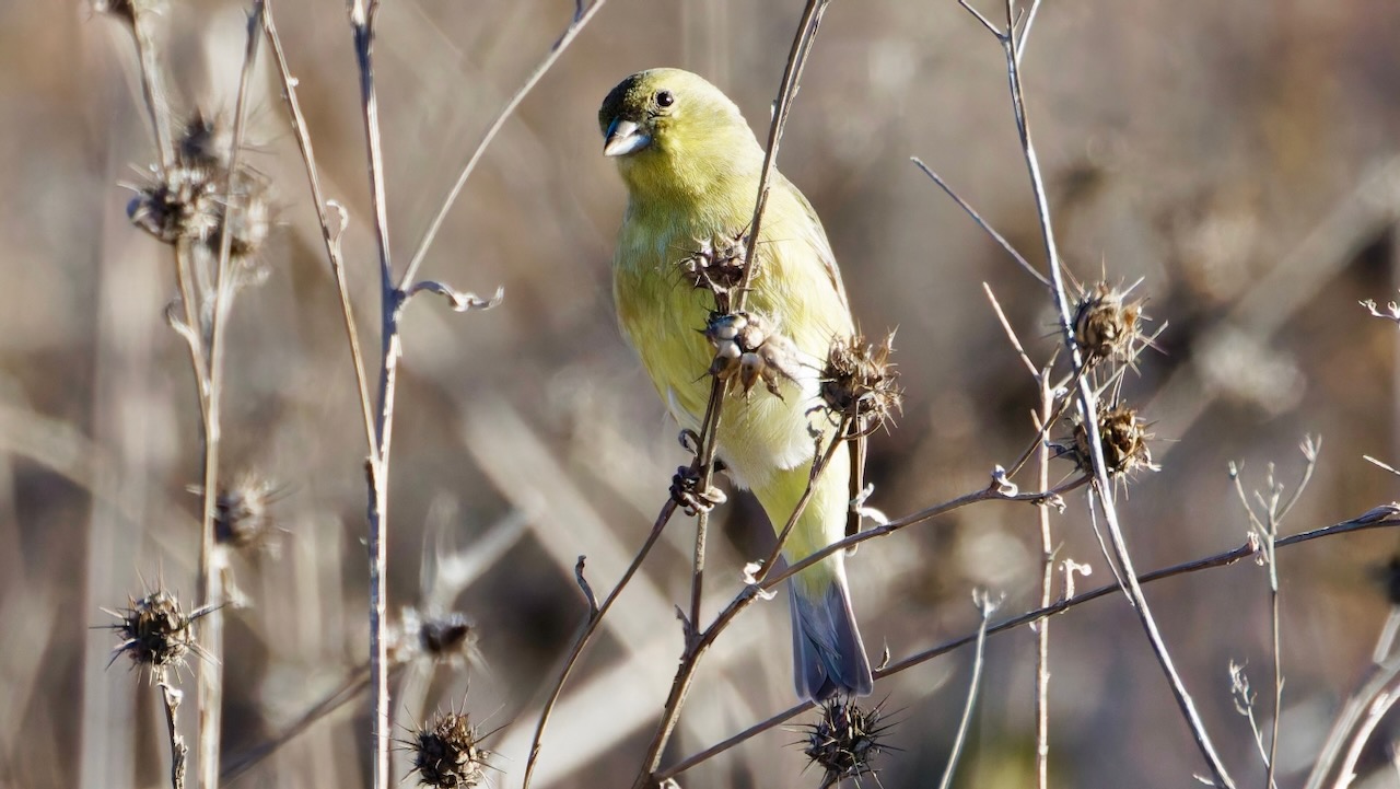 Lesser Goldfinch