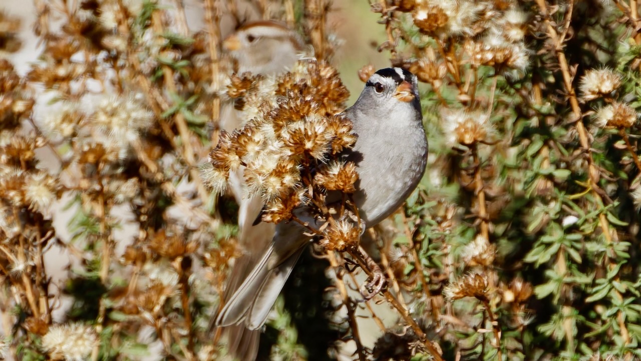 White-crowned Sparrows