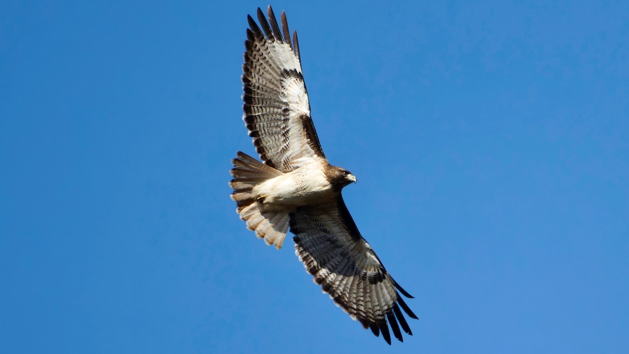 Red-tailed Hawk