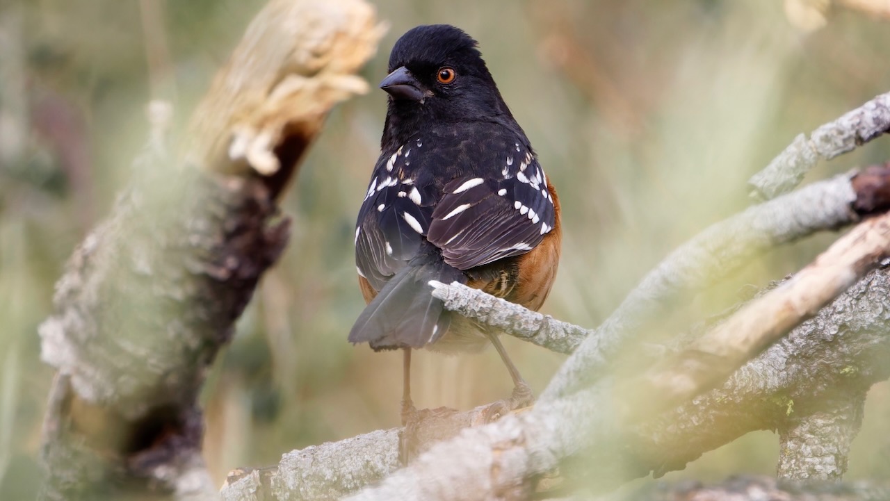 Spotted Towhee