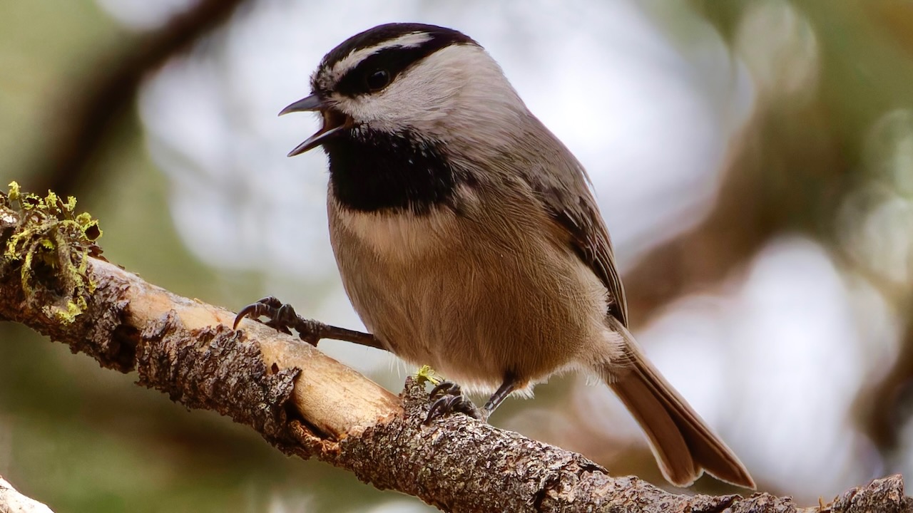 Mountain Chickadee