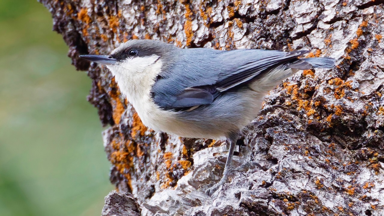 Pygmy Nuthatch