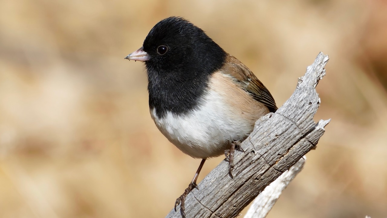 Dark-eyed Junco