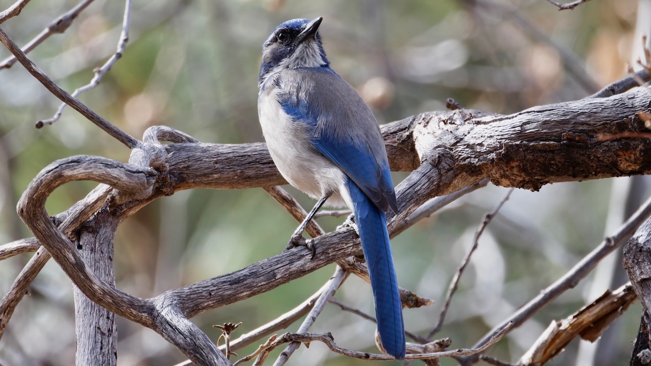 California Scrub-Jay